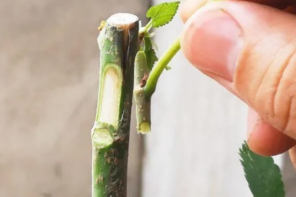 夏季枣树的嫁接时间,在7月上旬到9月下旬进行