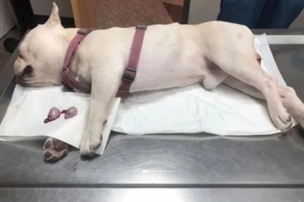 狗狗绝育的好处，可以降低发病几率、延长寿命