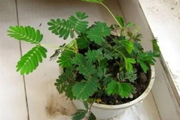 含羞草用哪种土种植，需要置于采光好的环境中