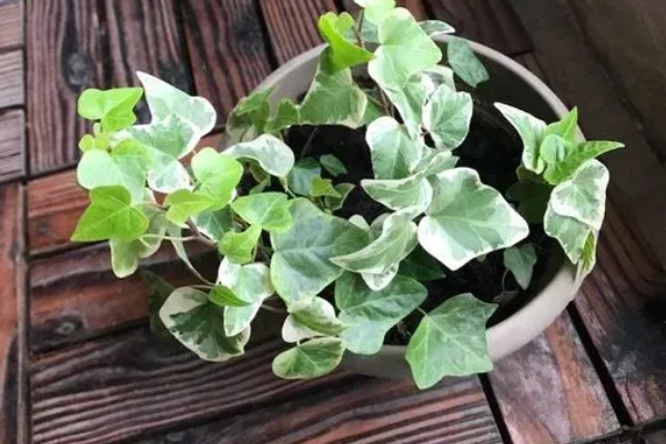 常青藤换盆时要注意什么,脱盆前3天不能浇水