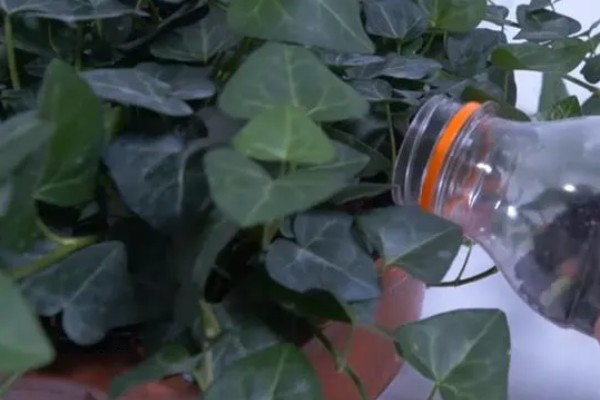 常青藤换盆时要注意什么,脱盆前3天不能浇水