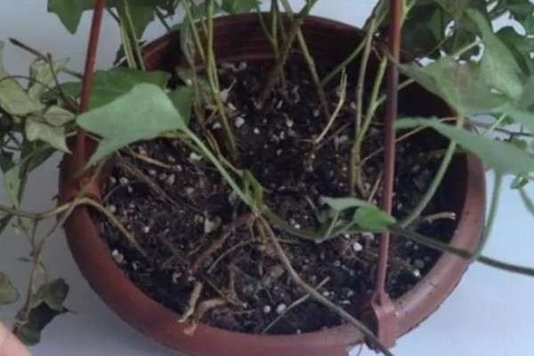 常青藤换盆时要注意什么,脱盆前3天不能浇水