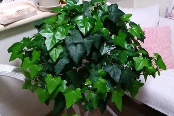 常青藤换盆时要注意什么,脱盆前3天不能浇水