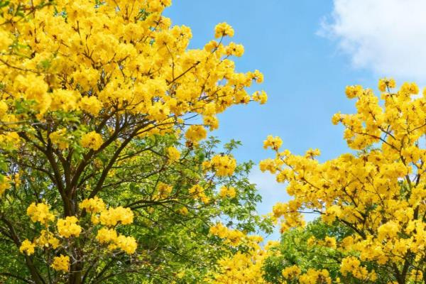 满树小黄花简介,有栾树、黄花决明等
