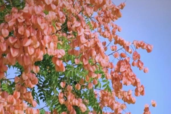 满树小黄花简介,有栾树、黄花决明等