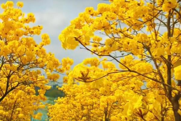满树小黄花简介,有栾树、黄花决明等