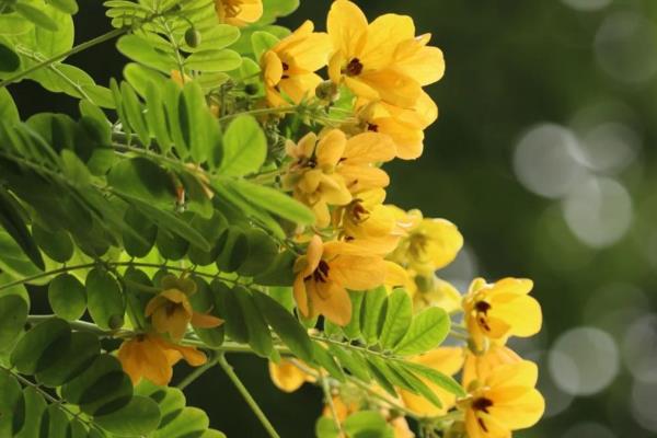 满树小黄花简介,有栾树、黄花决明等