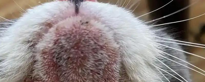 猫黑下巴怎么办,使用洗必泰或温盐水不断擦拭黑下巴处