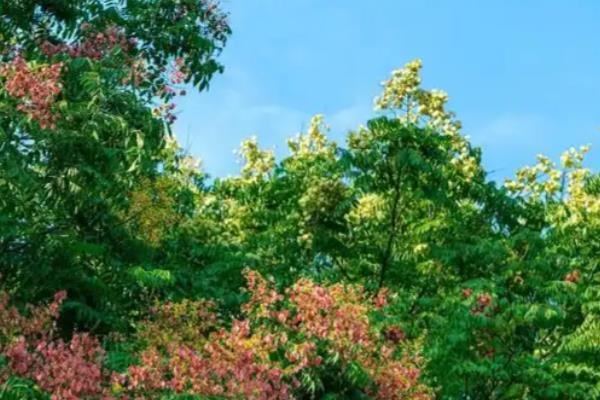 满树小黄花简介,有栾树、黄花决明等