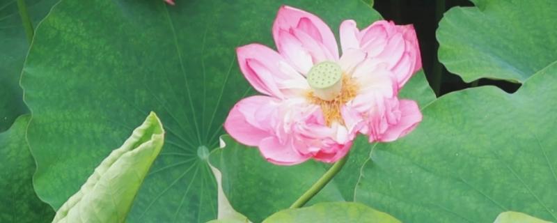 绵阳看荷花的位置,可以去绵阳游仙凤凰乡、盐亭八角镇等