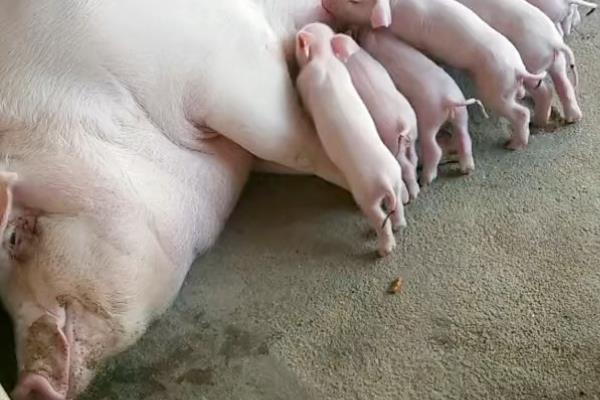 母猪肚子里有死胎怎么弄出来，要往子宫内灌注高锰酸钾溶液