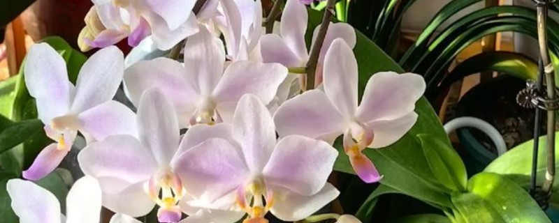 蝴蝶兰怎么养才开花,生长旺盛的阶段要足够的水分