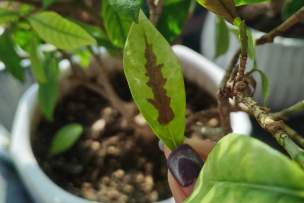 栀子花黑叶子如何解决,剪除病叶并喷施多菌灵等药剂