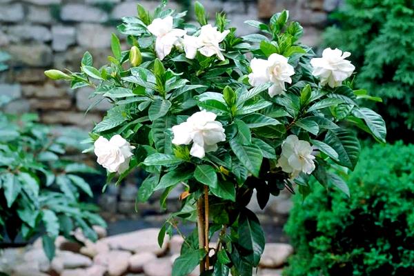 栀子花黑叶子如何解决,剪除病叶并喷施多菌灵等药剂