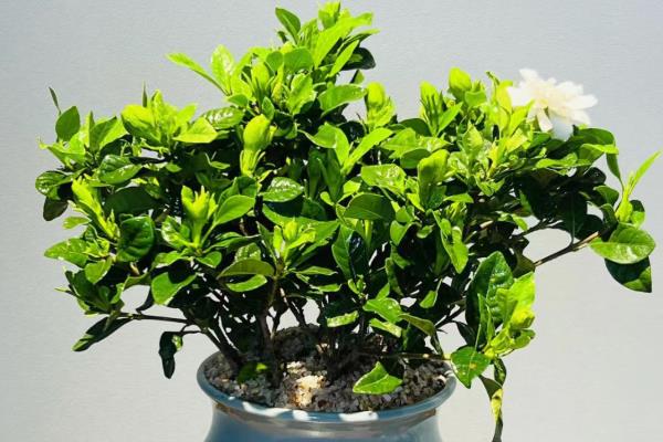 栀子花黑叶子如何解决,剪除病叶并喷施多菌灵等药剂