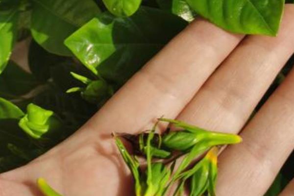 栀子花黑叶子如何解决,剪除病叶并喷施多菌灵等药剂