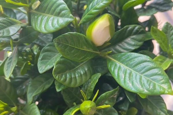 栀子花黑叶子如何解决,剪除病叶并喷施多菌灵等药剂