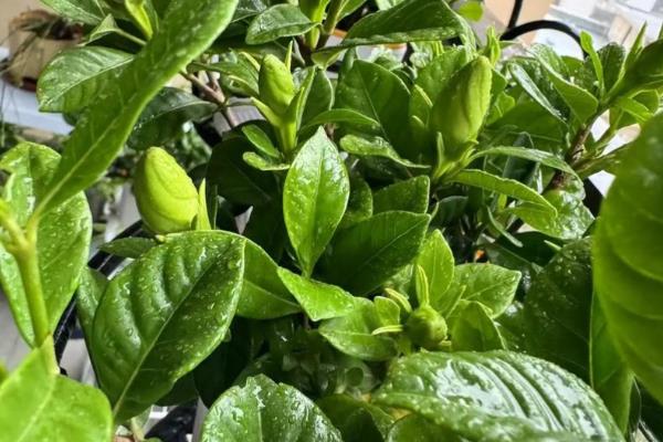 栀子花黑叶子如何解决,剪除病叶并喷施多菌灵等药剂