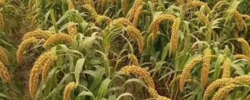 种植一亩小米的产量,每亩产量为350-400kg
