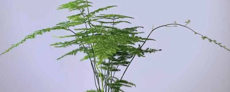 文竹如何修剪,春季和秋季修剪生长较弱的枝条
