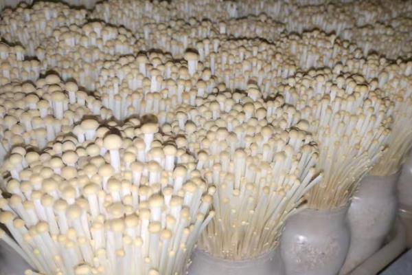 金针菇怎么种植，菌丝发透后注意通风