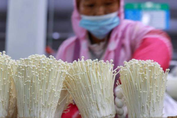 金针菇怎么种植，菌丝发透后注意通风