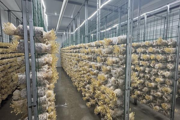 金针菇怎么种植，菌丝发透后注意通风