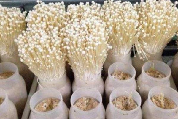 金针菇怎么种植，菌丝发透后注意通风