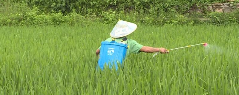 水稻大田如何除草，针对不同杂草使用不同的除草剂