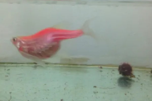 斑马鱼吃樱花虾吗，会吃幼年时期的樱花虾