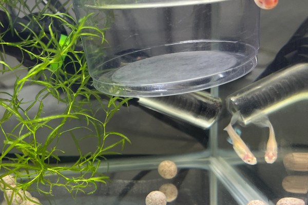斑马鱼吃樱花虾吗，会吃幼年时期的樱花虾