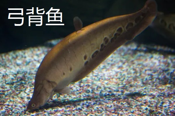 弓背鱼和翘嘴鱼有什么区别,前者属于弓背鱼科、后者属于鲤科