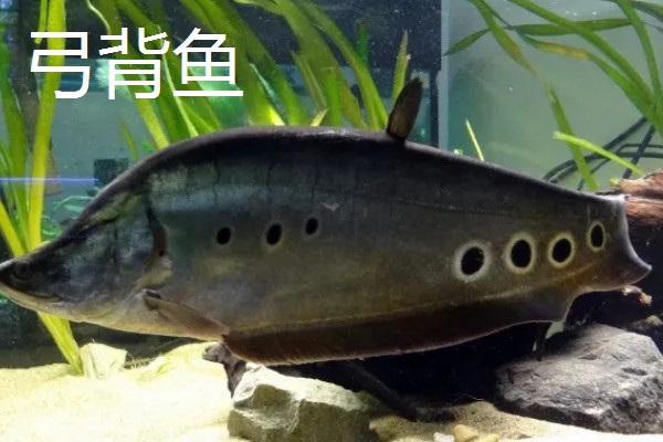 弓背鱼和翘嘴鱼有什么区别,前者属于弓背鱼科、后者属于鲤科