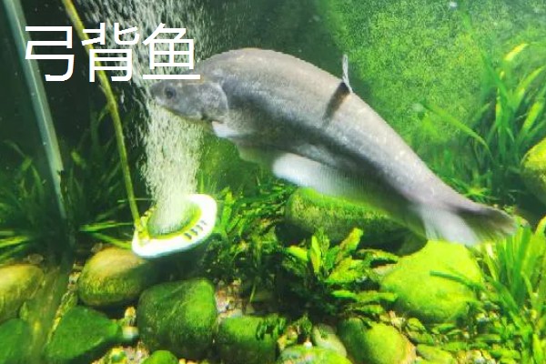 弓背鱼和翘嘴鱼有什么区别,前者属于弓背鱼科、后者属于鲤科