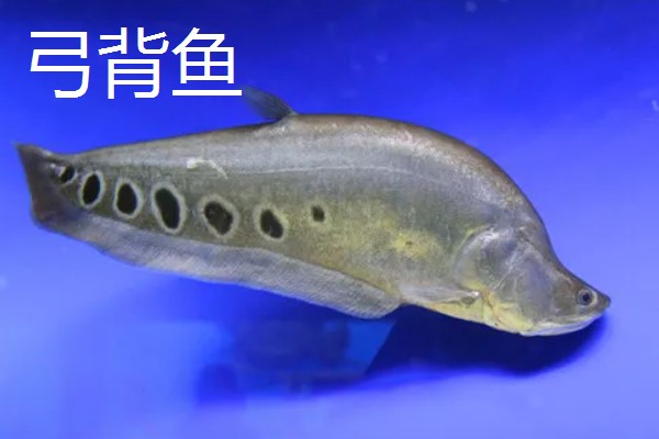 弓背鱼和翘嘴鱼有什么区别,前者属于弓背鱼科、后者属于鲤科
