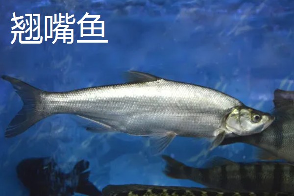 弓背鱼和翘嘴鱼有什么区别,前者属于弓背鱼科、后者属于鲤科