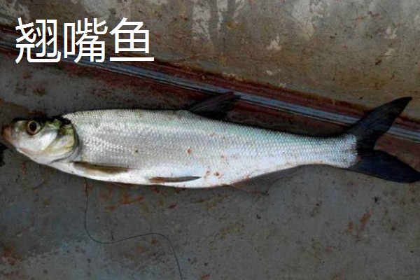 弓背鱼和翘嘴鱼有什么区别,前者属于弓背鱼科、后者属于鲤科