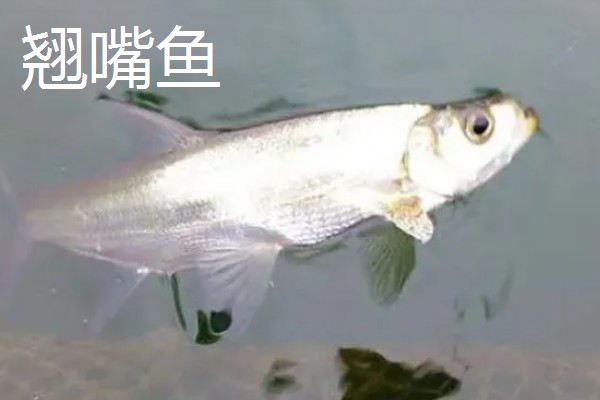 弓背鱼和翘嘴鱼有什么区别,前者属于弓背鱼科、后者属于鲤科