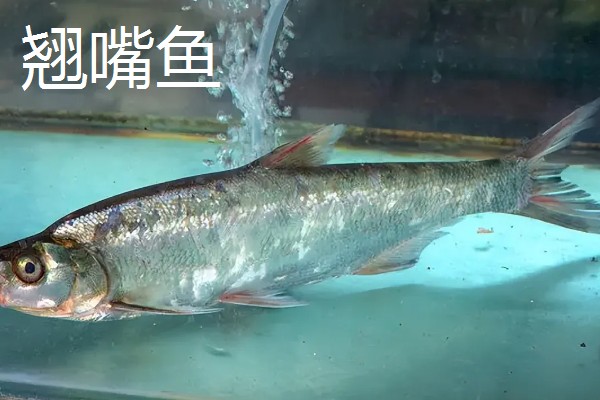 弓背鱼和翘嘴鱼有什么区别,前者属于弓背鱼科、后者属于鲤科