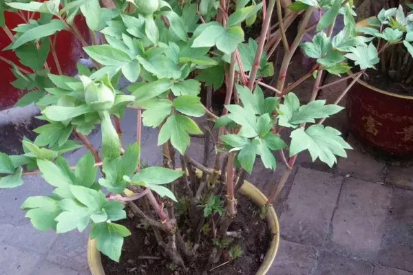 牡丹不开花如何解决，需减少浇水量