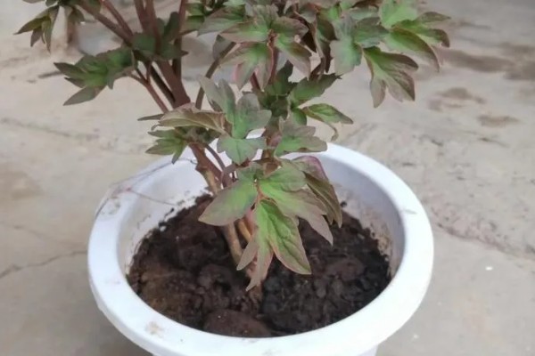 牡丹不开花如何解决，需减少浇水量