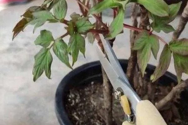 牡丹不开花如何解决，需减少浇水量