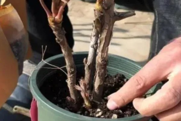 牡丹不开花如何解决，需减少浇水量