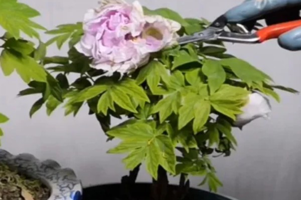 牡丹不开花如何解决，需减少浇水量