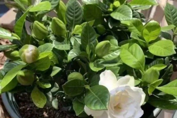 为什么栀子花爱生虫子,因为其长期处于高湿的条件下