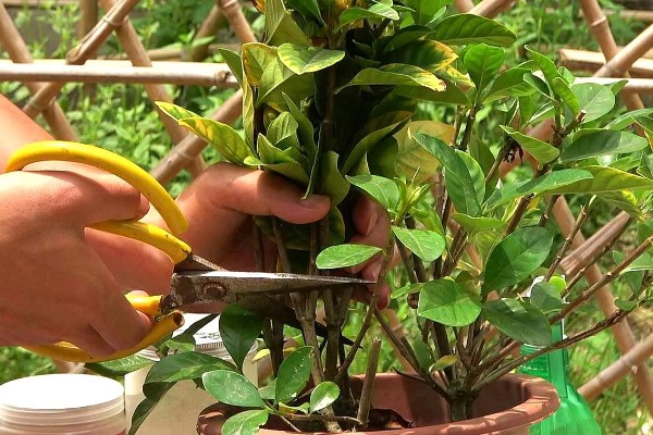 为什么栀子花爱生虫子,因为其长期处于高湿的条件下