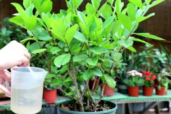 为什么栀子花爱生虫子,因为其长期处于高湿的条件下