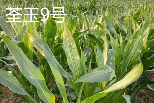 北方的玉米品种可以在南方种植吗,可以在南方种植