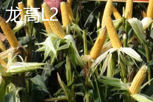 北方的玉米品种可以在南方种植吗,可以在南方种植