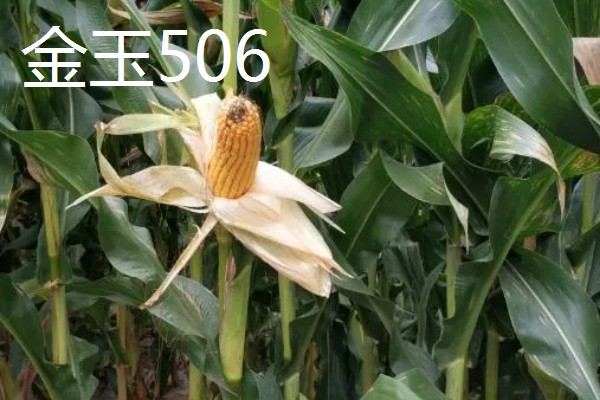 北方的玉米品种可以在南方种植吗,可以在南方种植